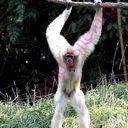 gibbon (Oops! image not found)